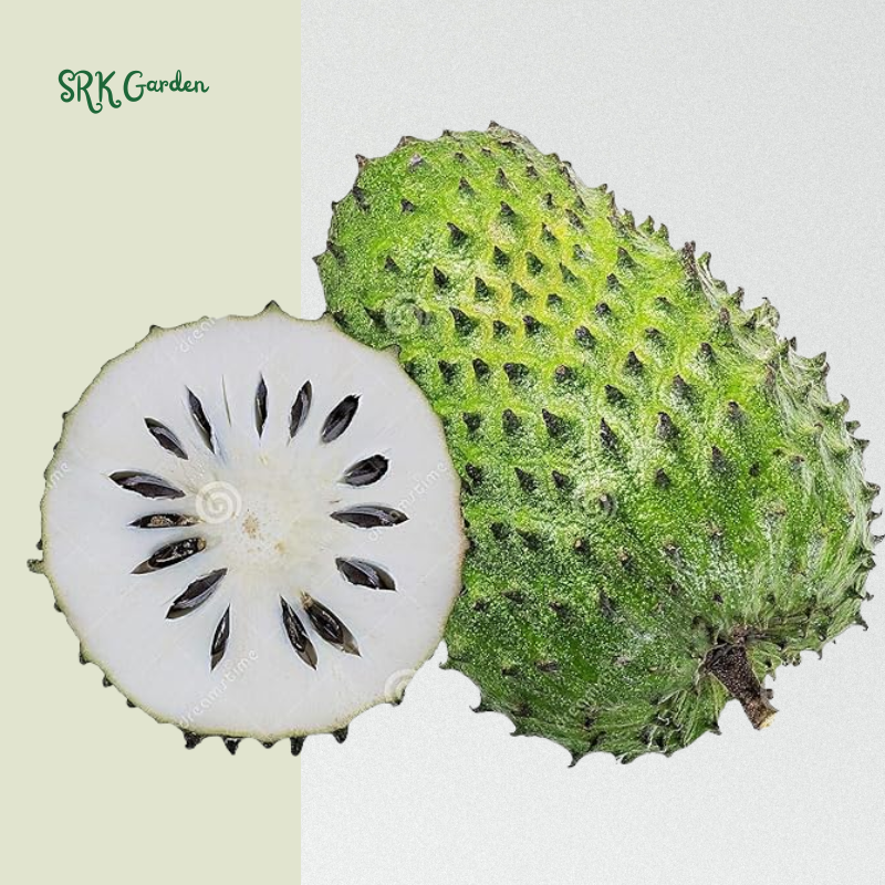 Soursop Tree Live Plant, Soursop Guanabana Plant Potted | 5-9 Inch Tall