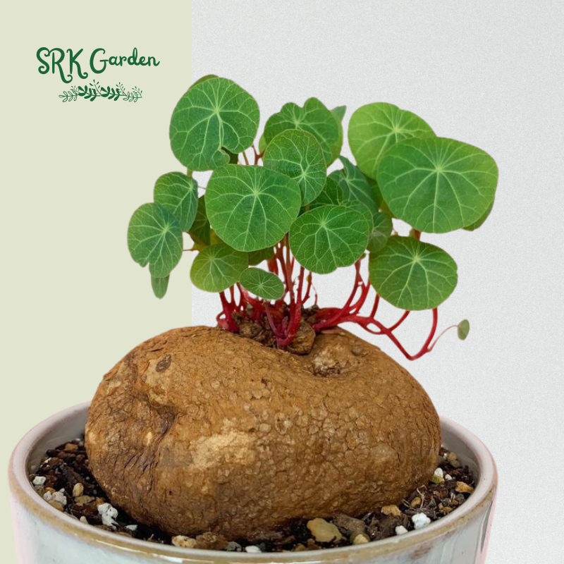 Stephania Cephalantha Red Vine, Rare Caudex Plant