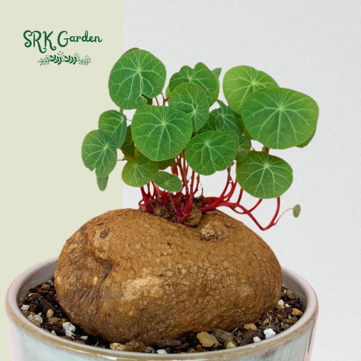 Stephania Cephalantha Red Vine, Rare Caudex Plant