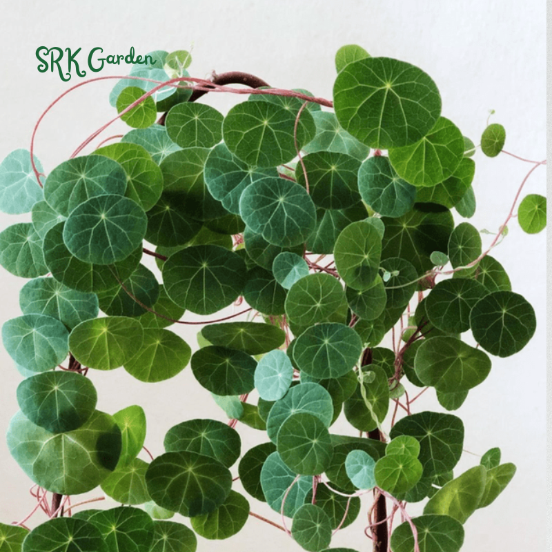 Stephania Cephalantha Red Vine, Rare Caudex Plant – Srk Garden