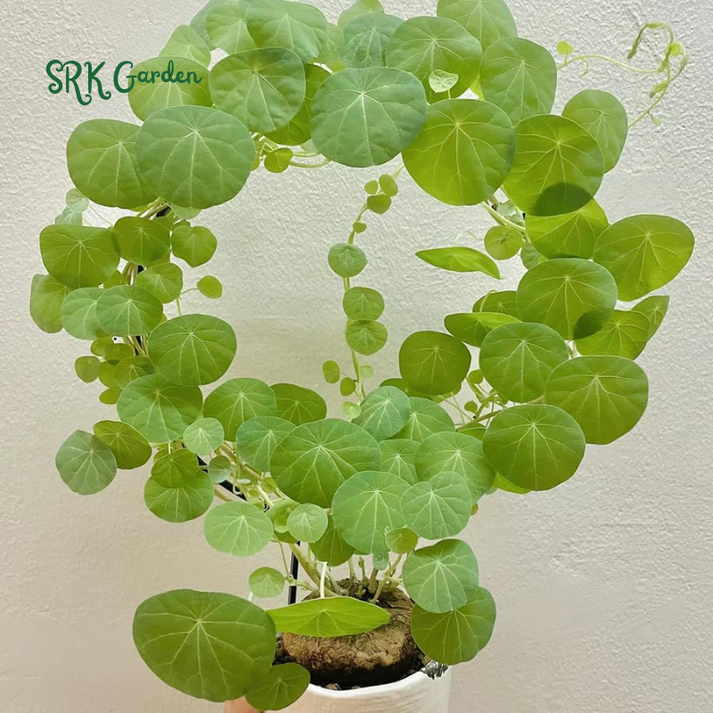 Stephania Cephalantha Red Vine, Rare Caudex Plant