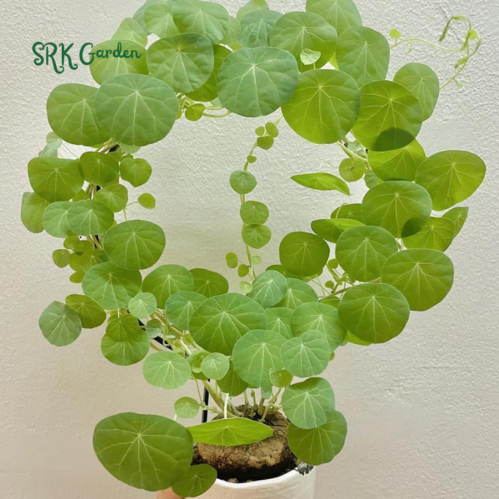 Stephania Cephalantha Red Vine, Rare Caudex Plant
