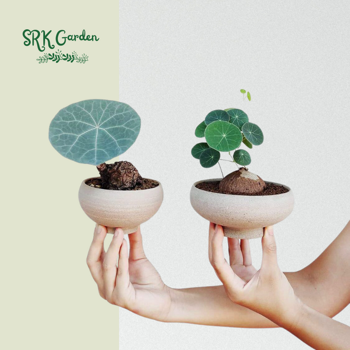 Stephania Erecta Size 2.5"