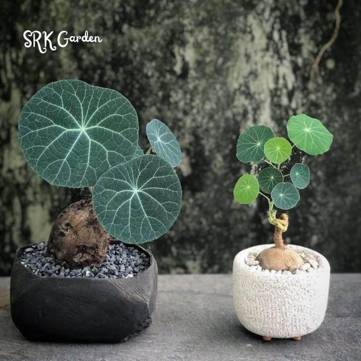 Stephania Erecta Size 2.5"