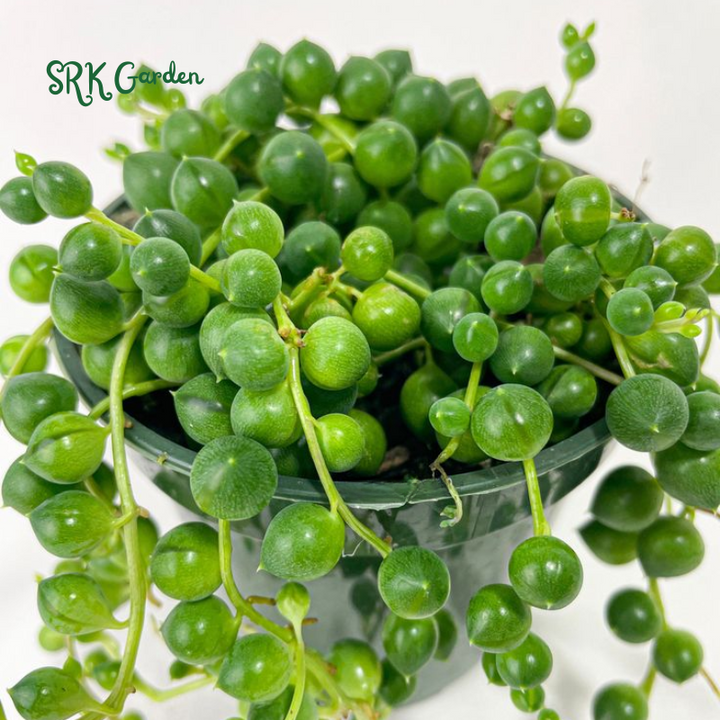 String of Pearls 4" pot, Trailing Succulents