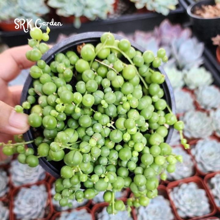 String of Pearls 4" pot, Trailing Succulents