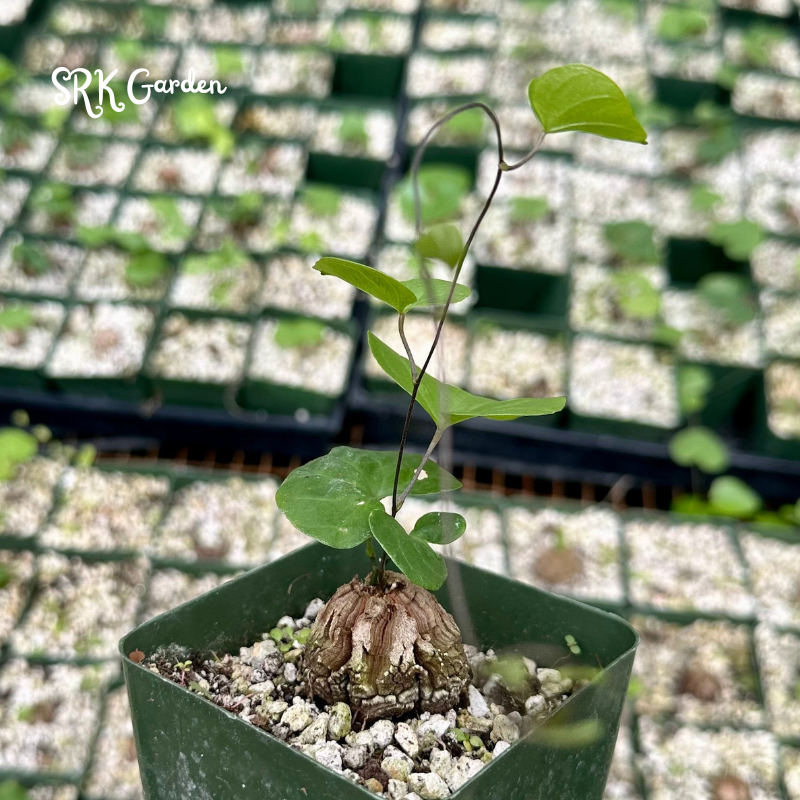 Dioscorea Elephantipes, Elephant's Foot - Caudex size 1.5"
