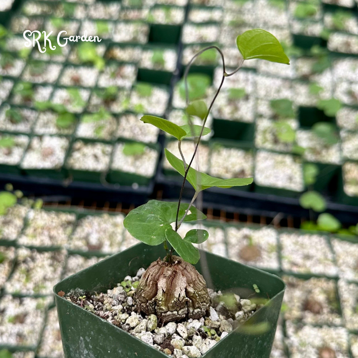 Dioscorea Elephantipes, Elephant's Foot - Caudex size 1.5"