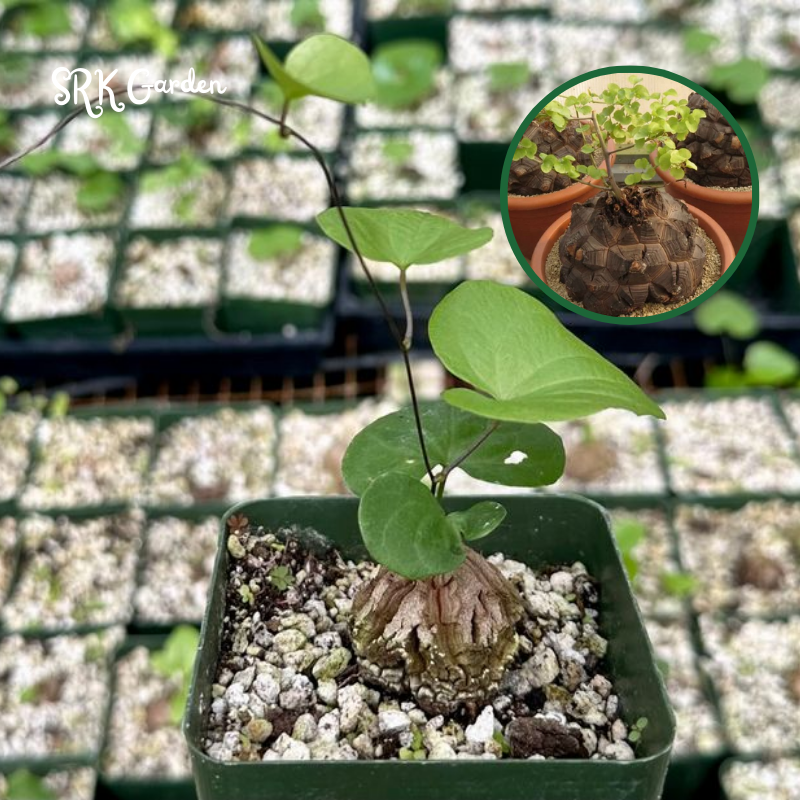 Dioscorea Elephantipes, Elephant's Foot - Caudex size 1.5"