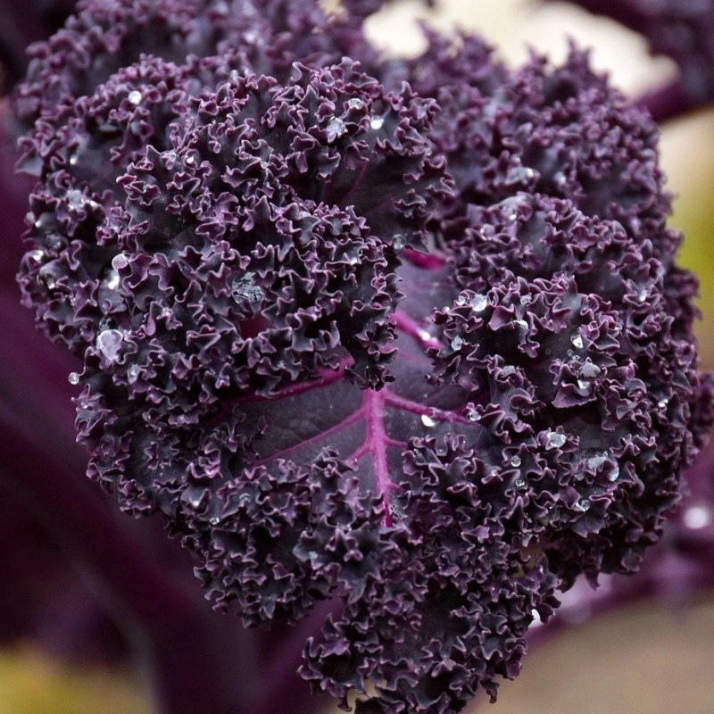 300+ Vates Blue Curled Kale Seeds