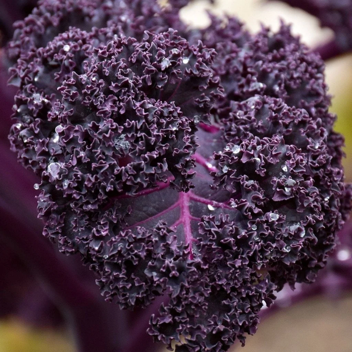 300+ Vates Blue Curled Kale Seeds