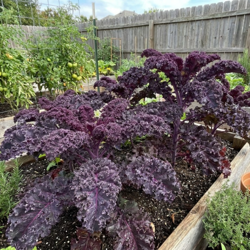 300+ Vates Blue Curled Kale Seeds