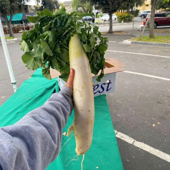 150+ White Radish Seeds – White Icicle & Japanese Daikon Seeds