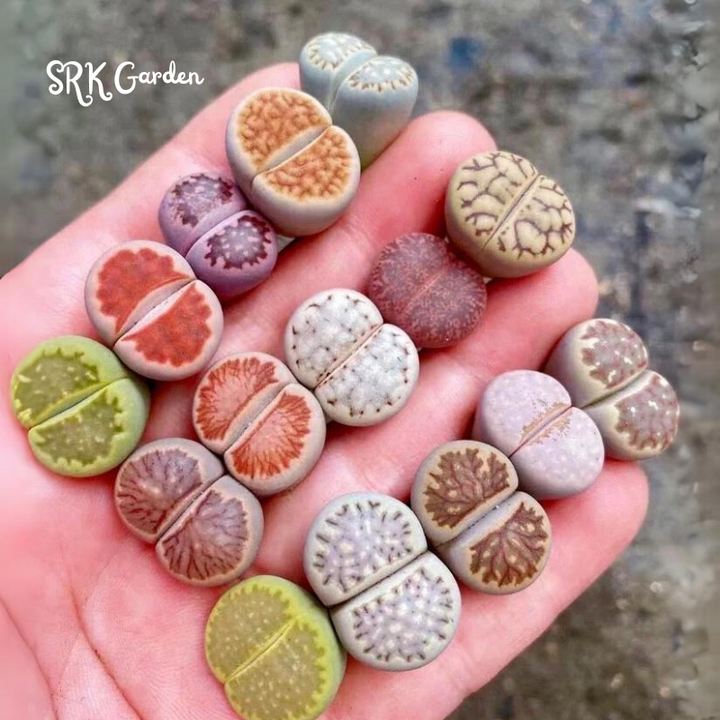 Lithops Live Small Exotic  Random Color Size 0.3" to 0.7"