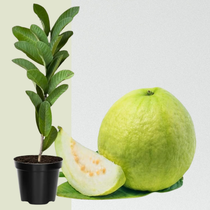 Pink Guava / White Guava Fruit Tree Live Plant, 4"-10" in Tall