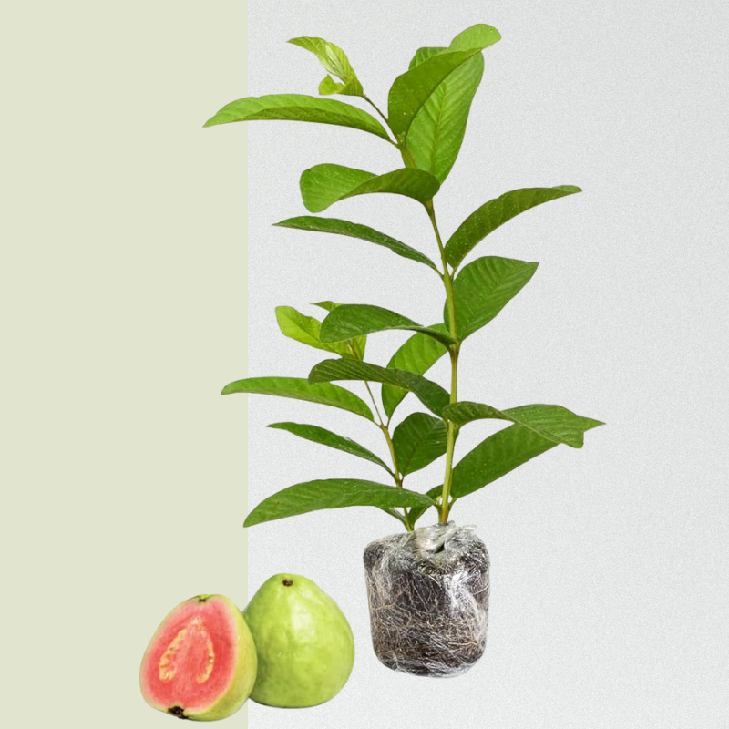 Pink Guava / White Guava Fruit Tree Live Plant, 4"-10" in Tall