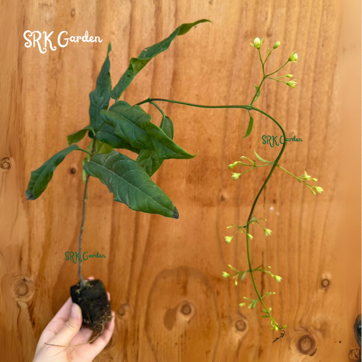 Clerodendrum Wallichii Plant 4-8 Inc Tall