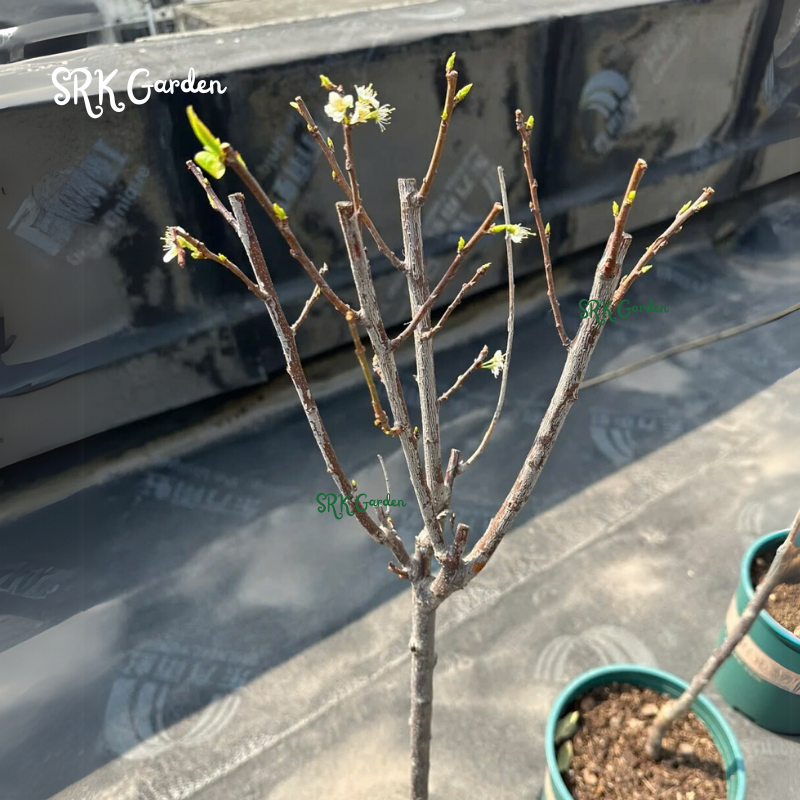 Dwarf Cherry, BigBerry Sweet Cherry Plant Live Fruit Tree | 19" tall