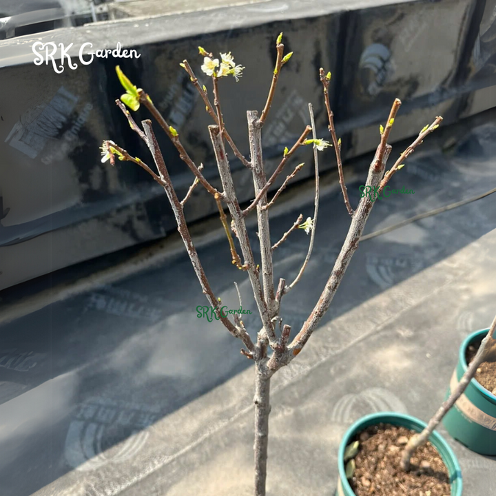 Dwarf Cherry, BigBerry Sweet Cherry Plant Live Fruit Tree | 19" tall