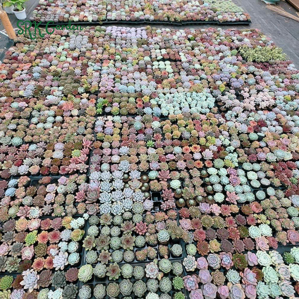 Succulents Mystery Box 12-24pcs, Live Plants in 2'' pot