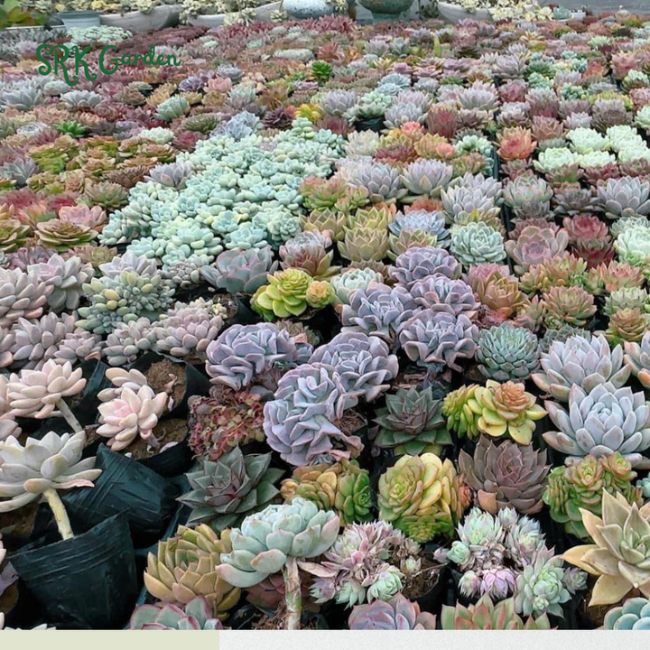Succulents Mystery Box  6 - 12 pcs, Live Plants in 4'' pot