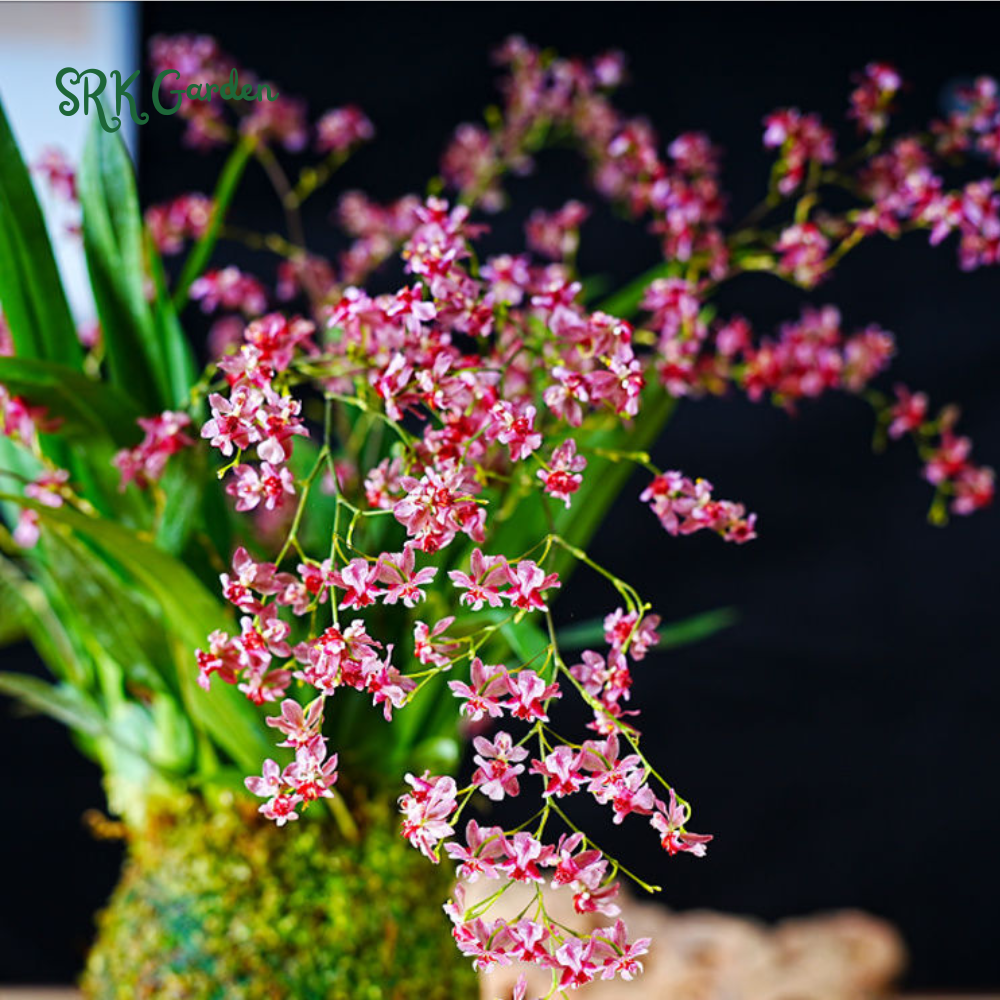 Oncidium orchid twinkle " Pink profusion"