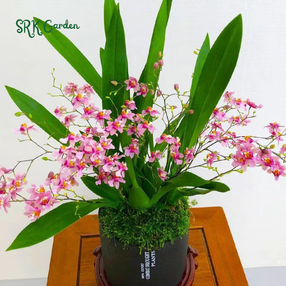 Oncidium orchid twinkle " Pink profusion"