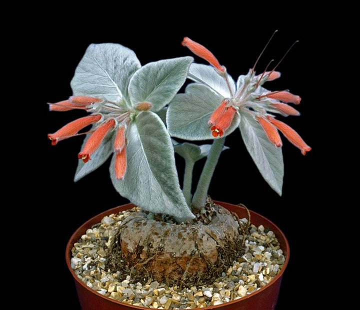 White-haired Sinningia, Sinningia Leucotricha