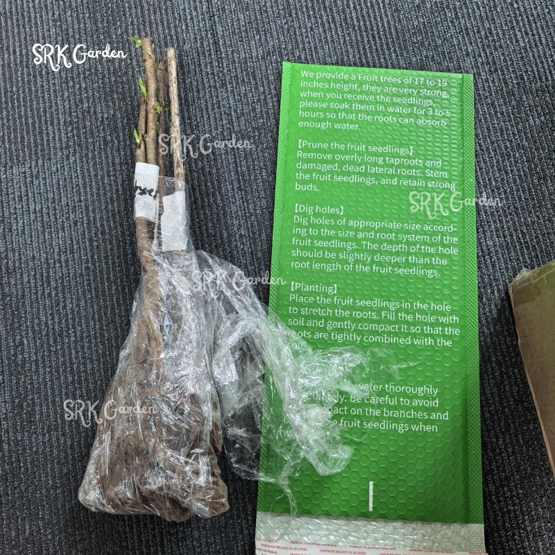 Dwarf Cherry, BigBerry Sweet Cherry Tree Live Plants | Shipped with Bare Root 17-19" Tall