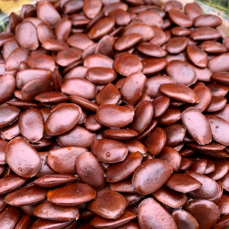 American Common Persimmon Tree | Well Rooted Starter Plant