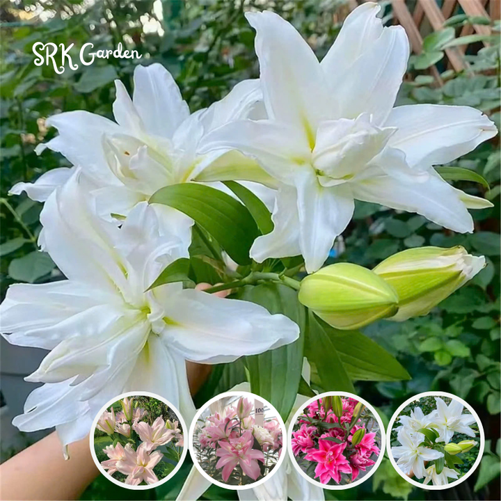Mixed Roselily Isabella Bulbs (Pack of 2) - Double Lily - Random Color!