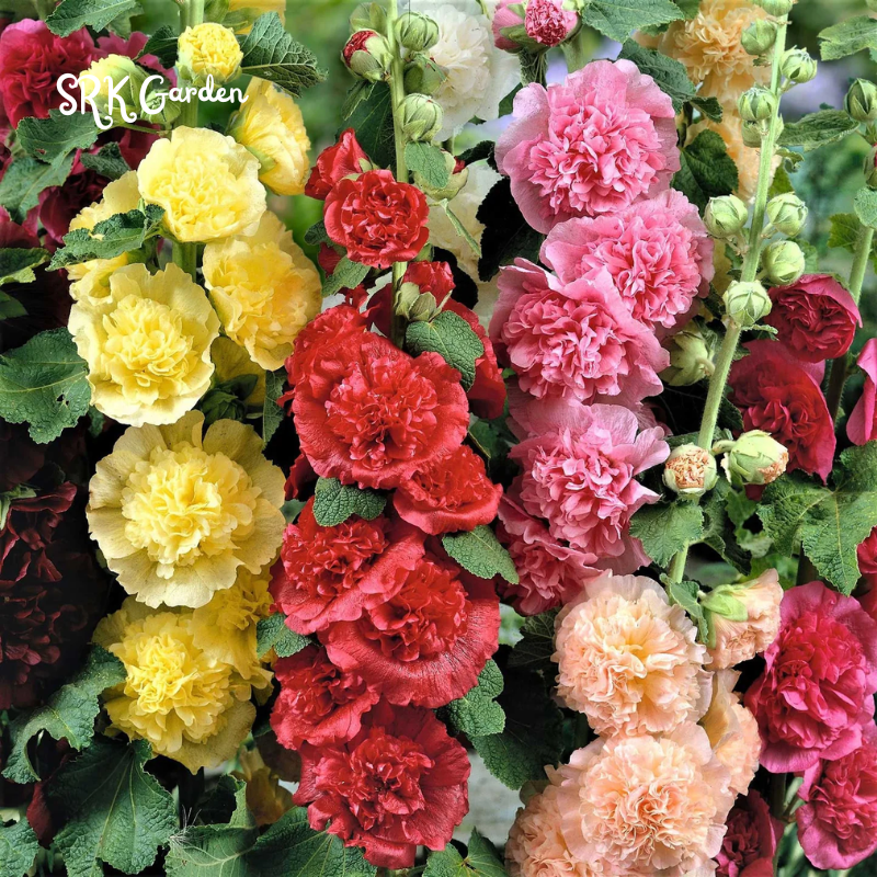 200+ Hollyhock Seeds Carnival Mix Giant Mallow Double Hollyhock Flowers Seed