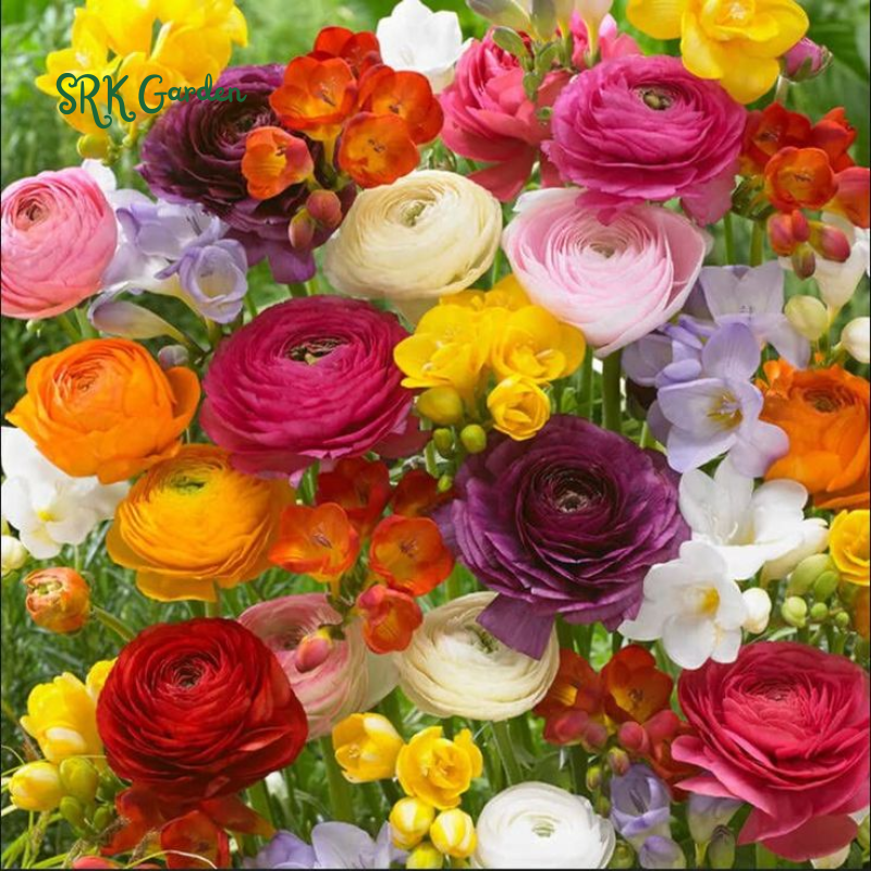 Blue Ranunculus Bulbs Ranunculus Mix Color Bulbs for Planting (20Bulbs) – Srk Garden