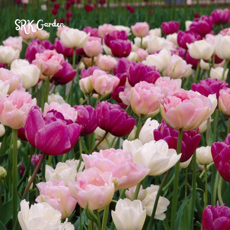 Double Tulip Mixture- 10 Perennial Tulip Bulbs