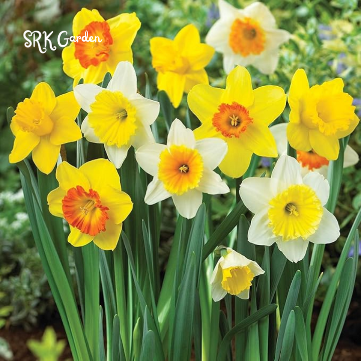 Narcissus daffodils bulbs for planting - 25 Bulbs