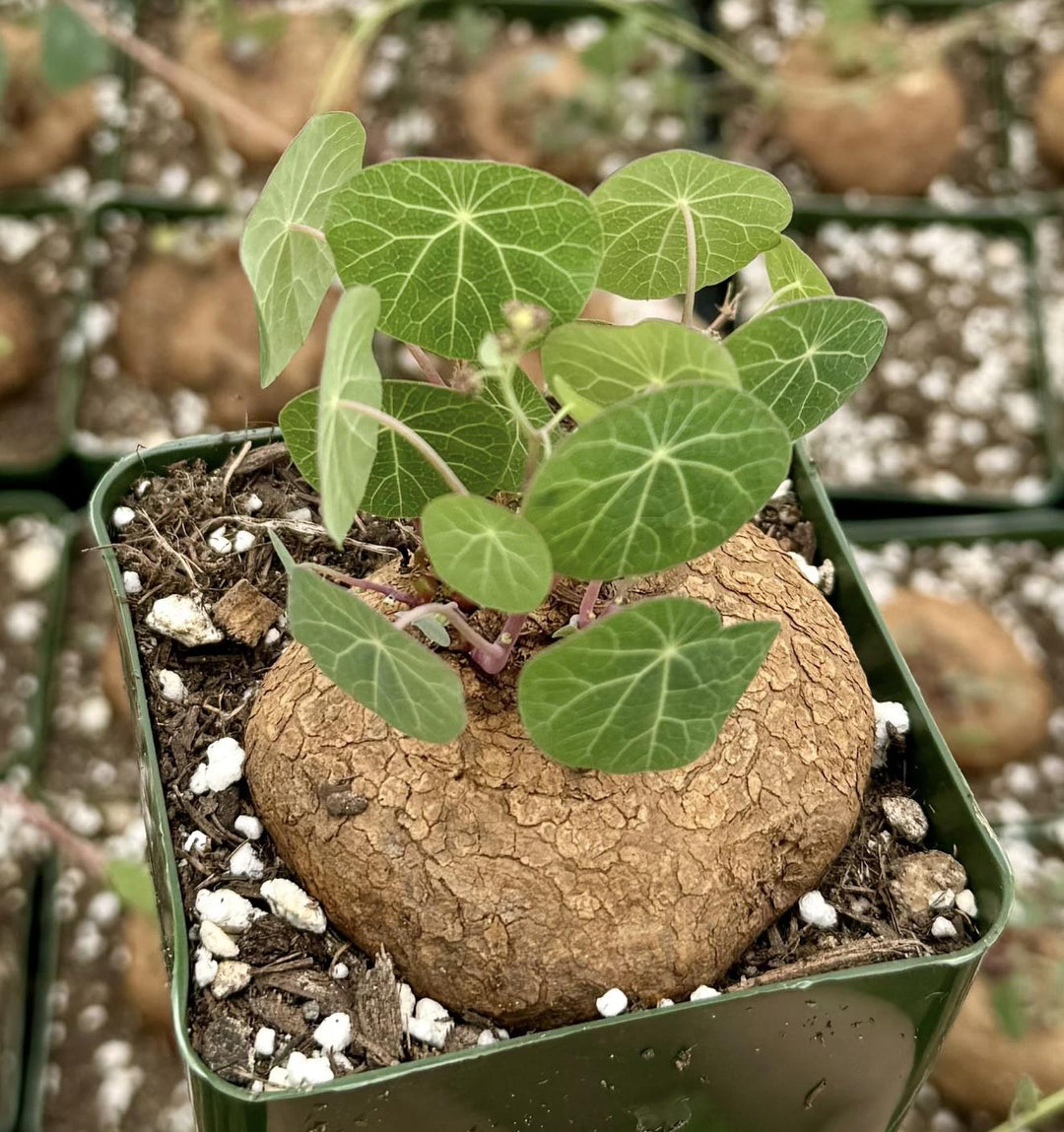Stephania Erecta Size 2.5"