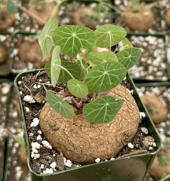 Stephania Erecta Size 2.5"