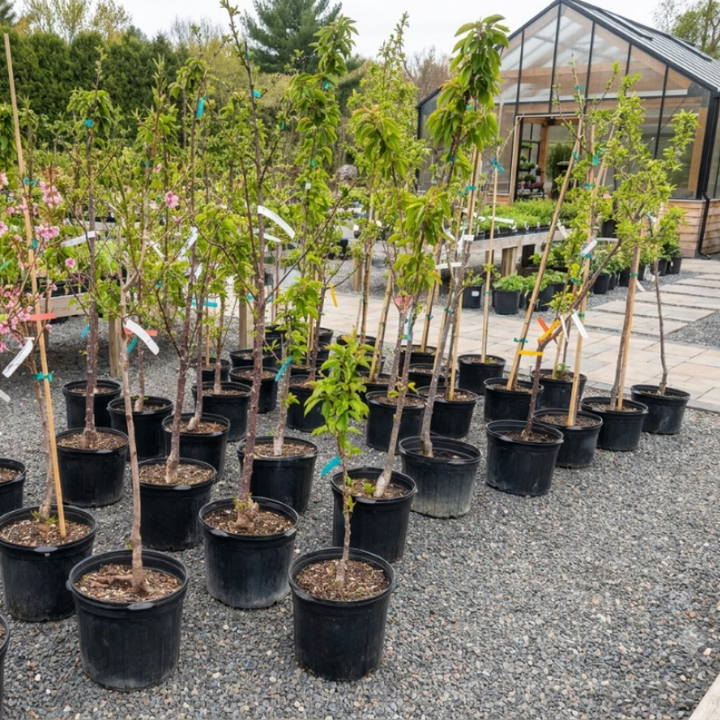 Dwarf Damson Blue Plums Fruit Live Plants | Shipped with bare roots