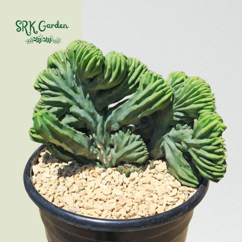 Blue Candle Crested Cactus | Myrtillocactus Geometrizans , Rare Cactus in 4'', 6'', 8'' pot