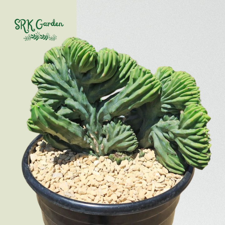 Blue Candle Crested Cactus | Myrtillocactus Geometrizans , Rare Cactus in 4'', 6'', 8'' pot