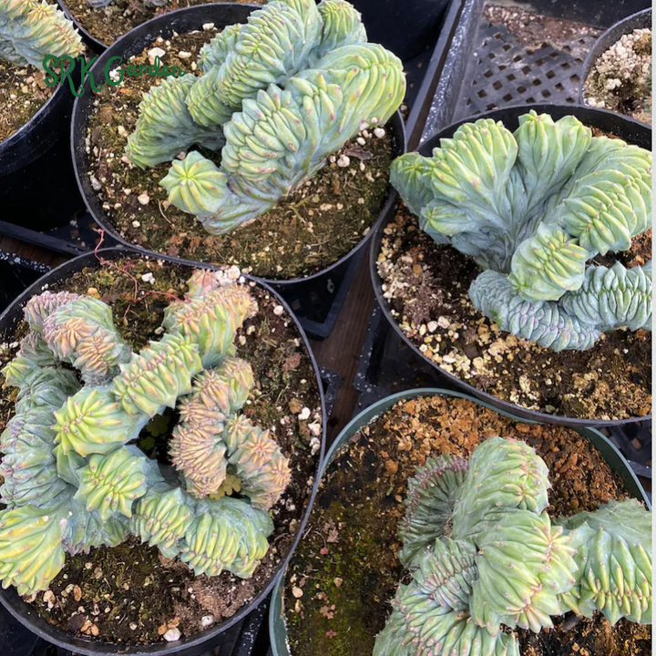 Blue Candle Crested Cactus | Myrtillocactus Geometrizans , Rare Cactus in 4'', 6'', 8'' pot