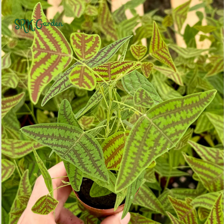 Butterfly Plant, Christia Obcordata, Rare Houseplant - live plant in 4" pot