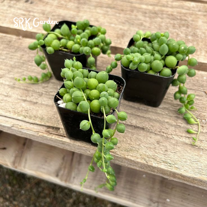 String of Pearls 4" pot, Trailing Succulents