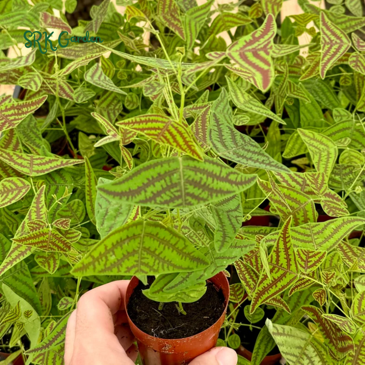 Butterfly Plant, Christia Obcordata, Rare Houseplant - live plant in 4" pot