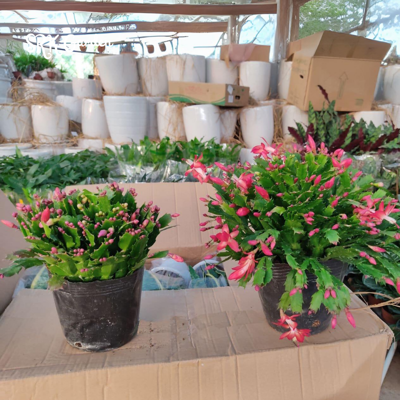 Christmas Cactus, Flowering House Plant in 2", 4", 6" pot