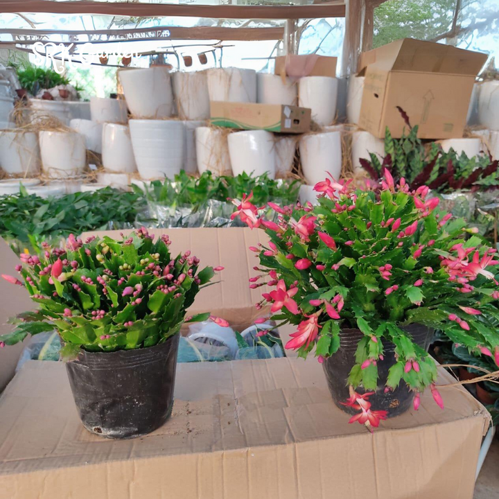 Christmas Cactus, Flowering House Plant in 2", 4", 6" pot
