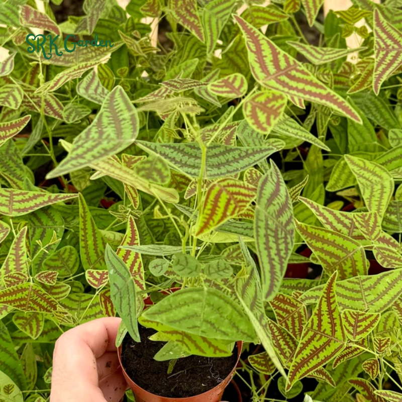 Butterfly Plant, Christia Obcordata, Rare Houseplant - live plant in 4" pot