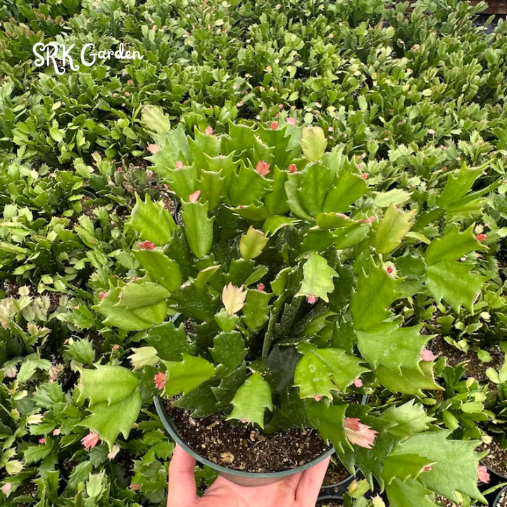 Christmas Cactus, Flowering House Plant in 2", 4", 6" pot