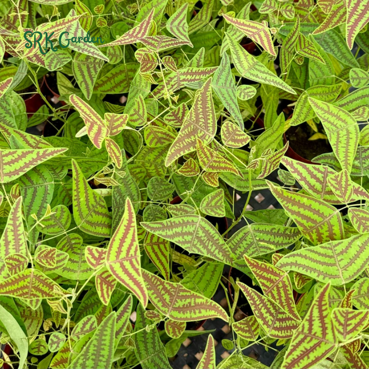 Butterfly Plant, Christia Obcordata, Rare Houseplant - live plant in 4" pot