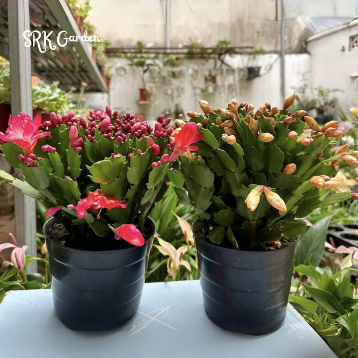Christmas Cactus, Flowering House Plant in 2", 4", 6" pot